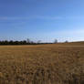 Late Autumn Hillside