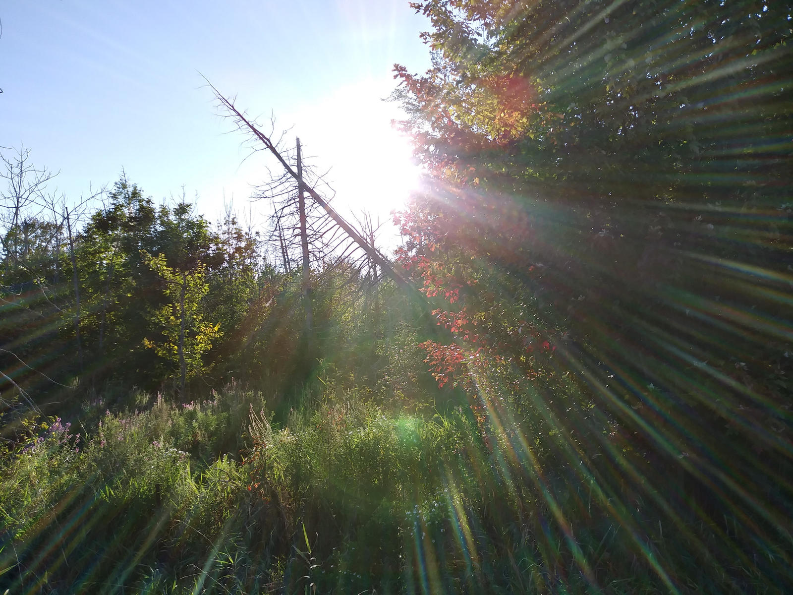 Sunrays Through Bush and Forest