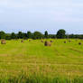 Hay Bushels on Farmfield
