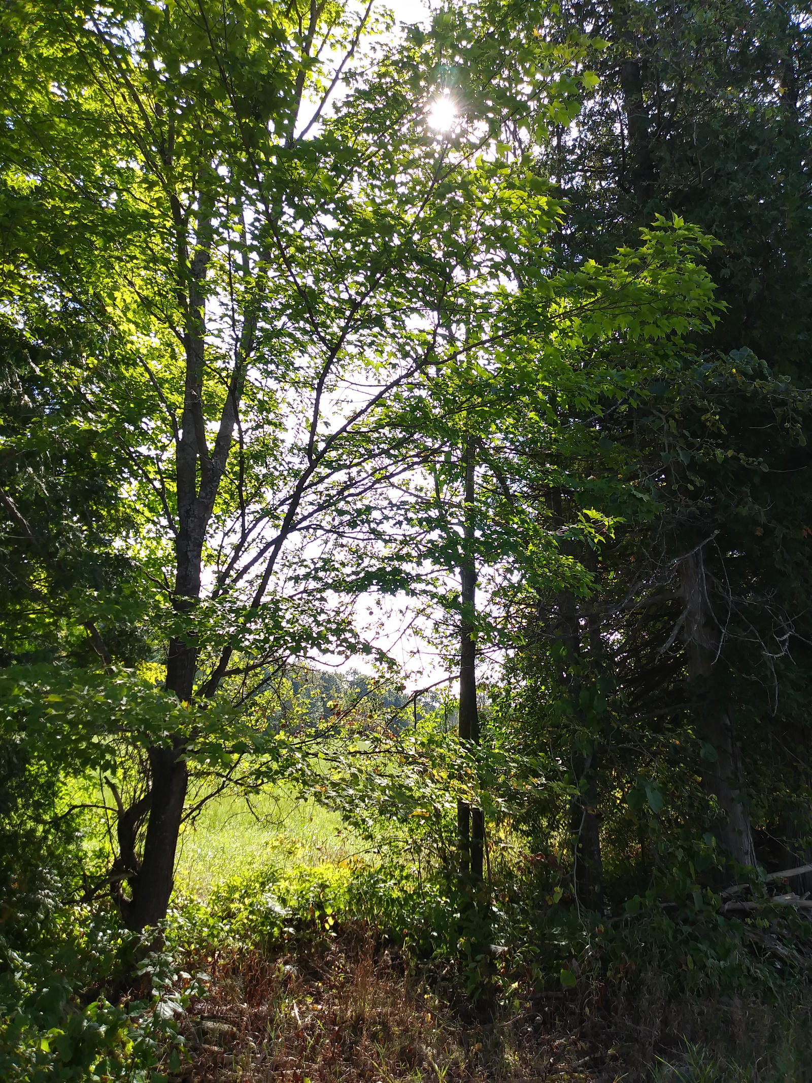 Sunrays Through Bush n Trees 3