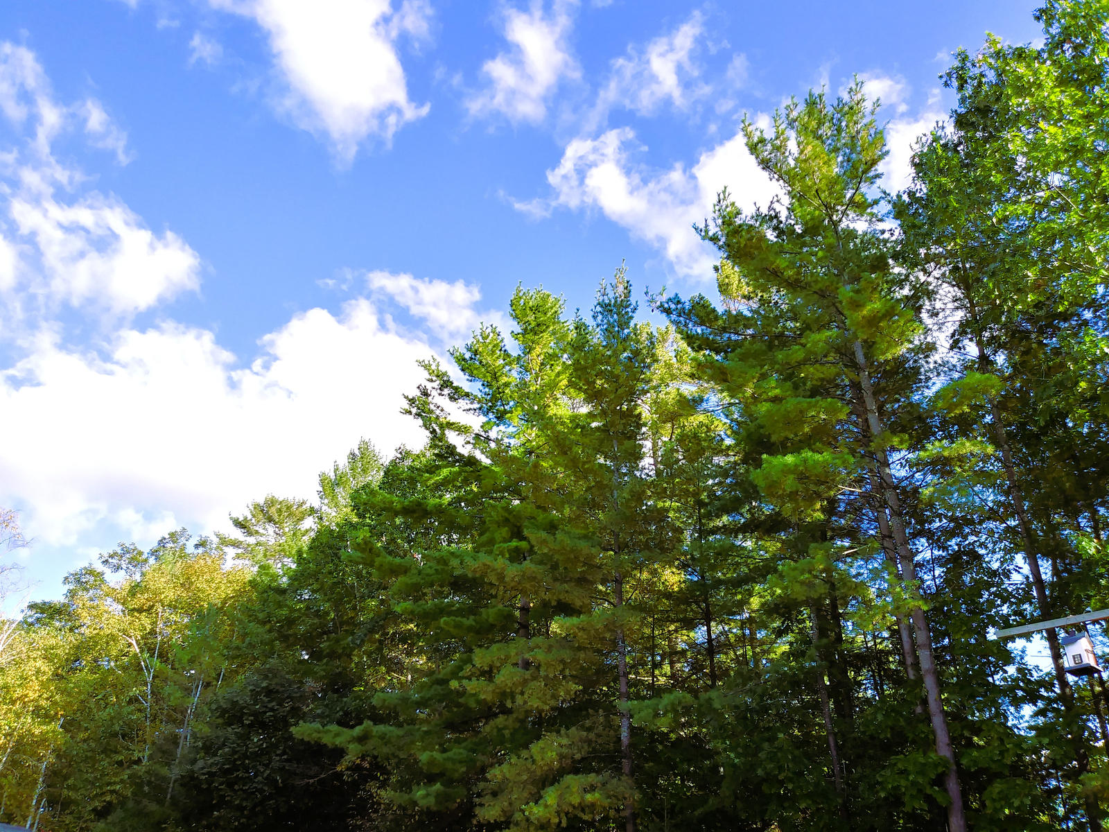 Blue Sky n Clouds Above Pines