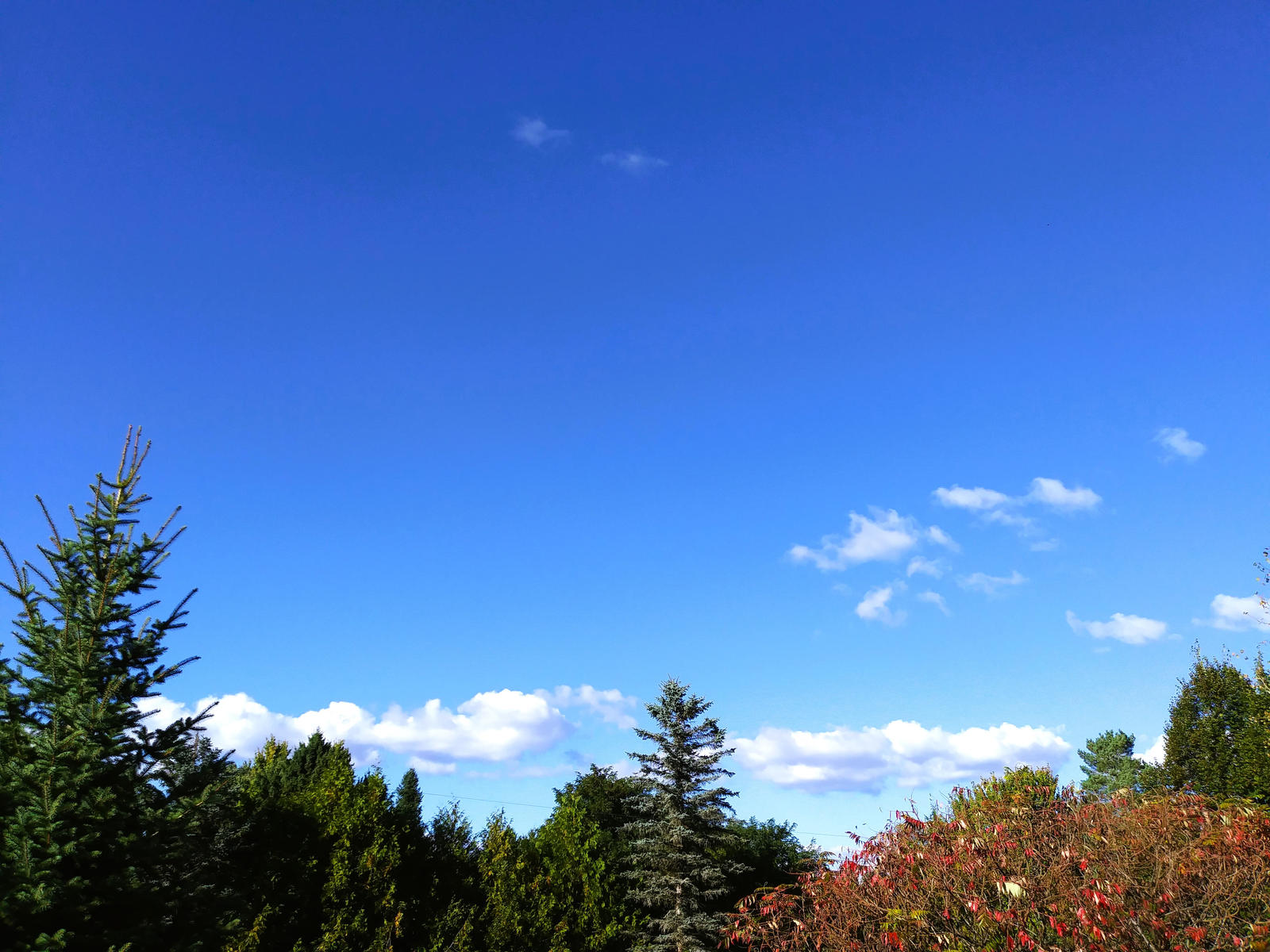 Blue Sky n Clouds Above Trees