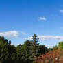 Blue Sky n Clouds Above Trees 2