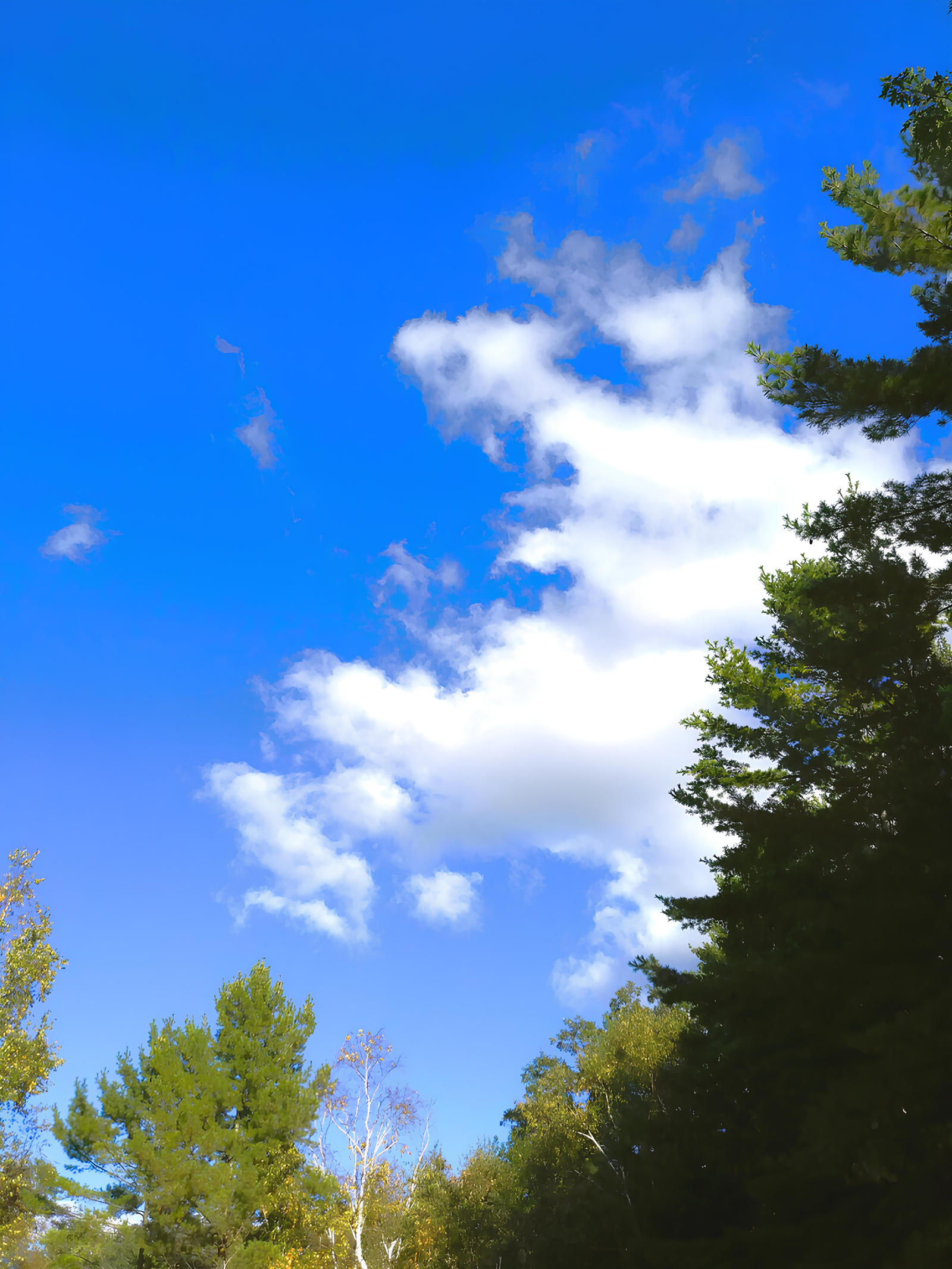 Blue Sky n Clouds Above Trees 3 ver.2