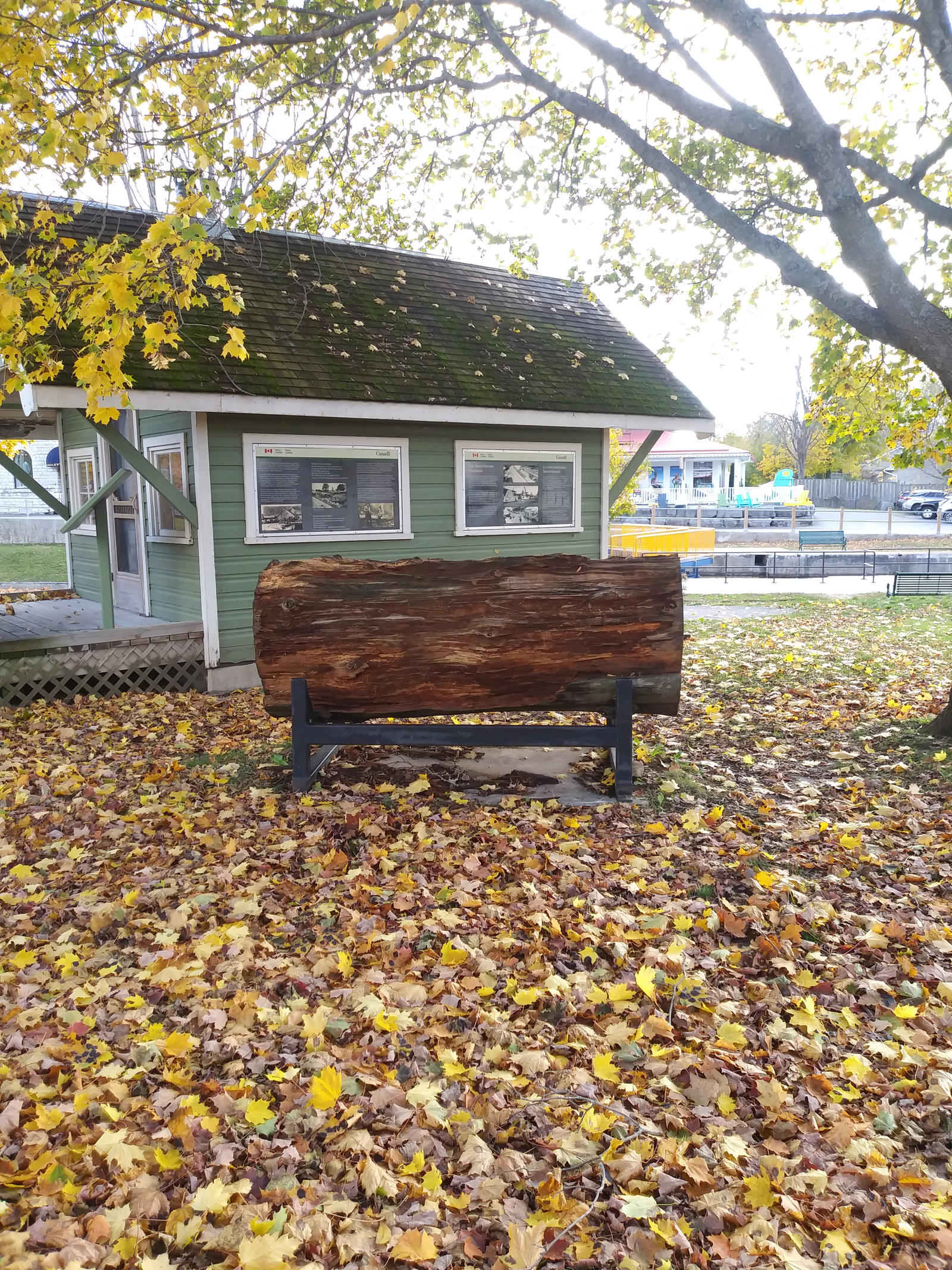 Fall Leaves n Thick Log