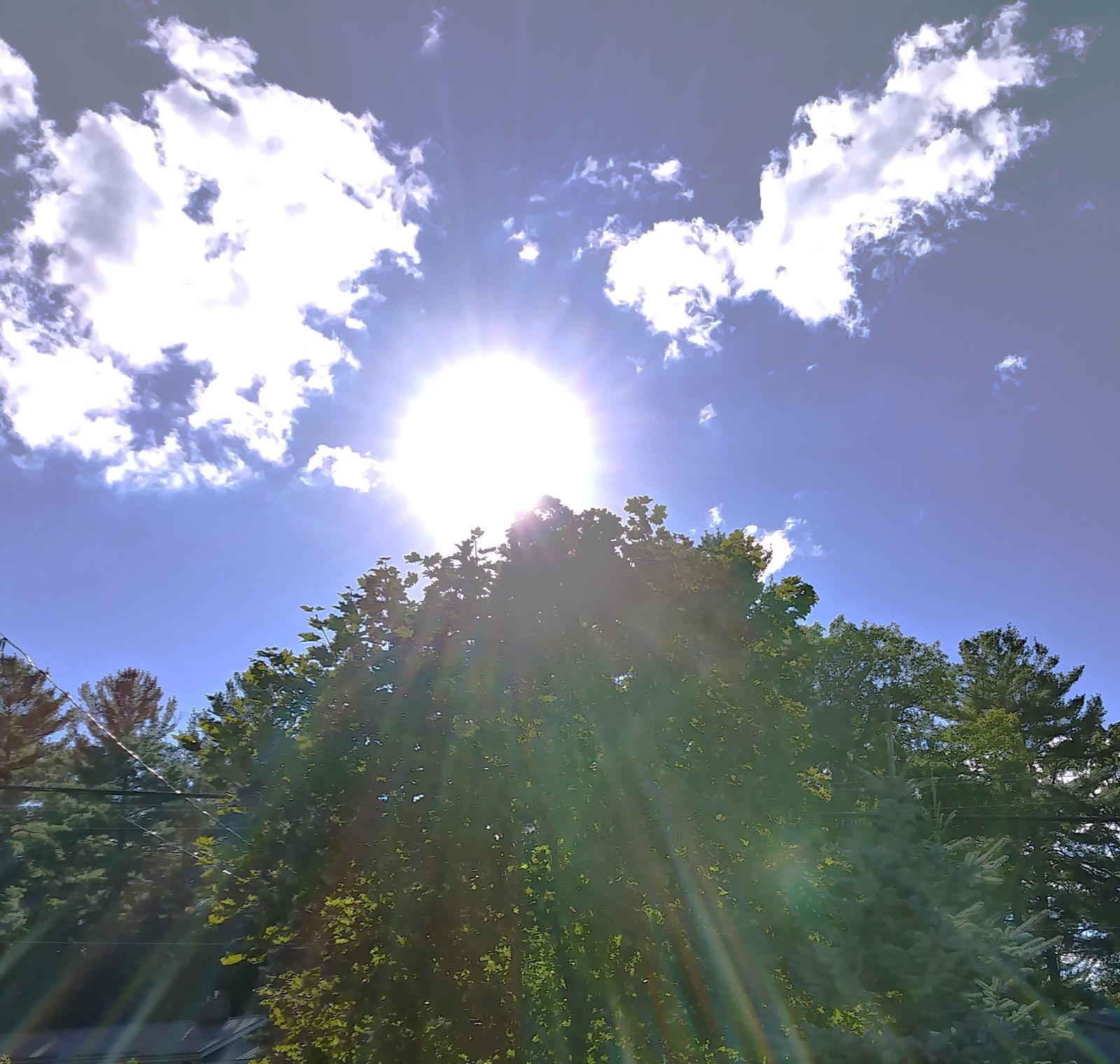 Sunlight Splendor Above Trees