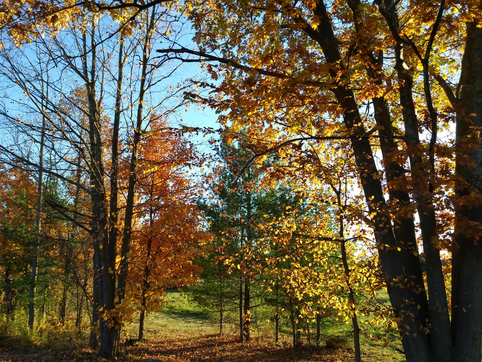 The Colours of Autumn 3