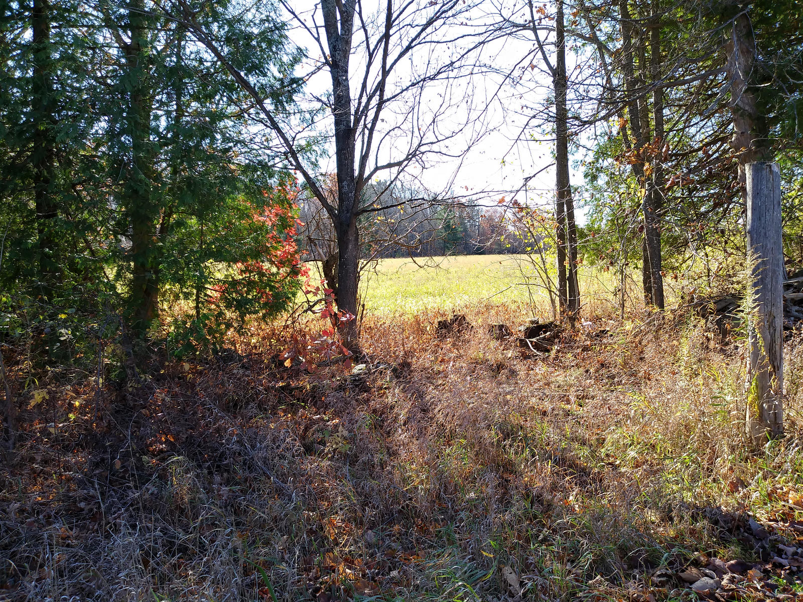 Through A Country Corridor