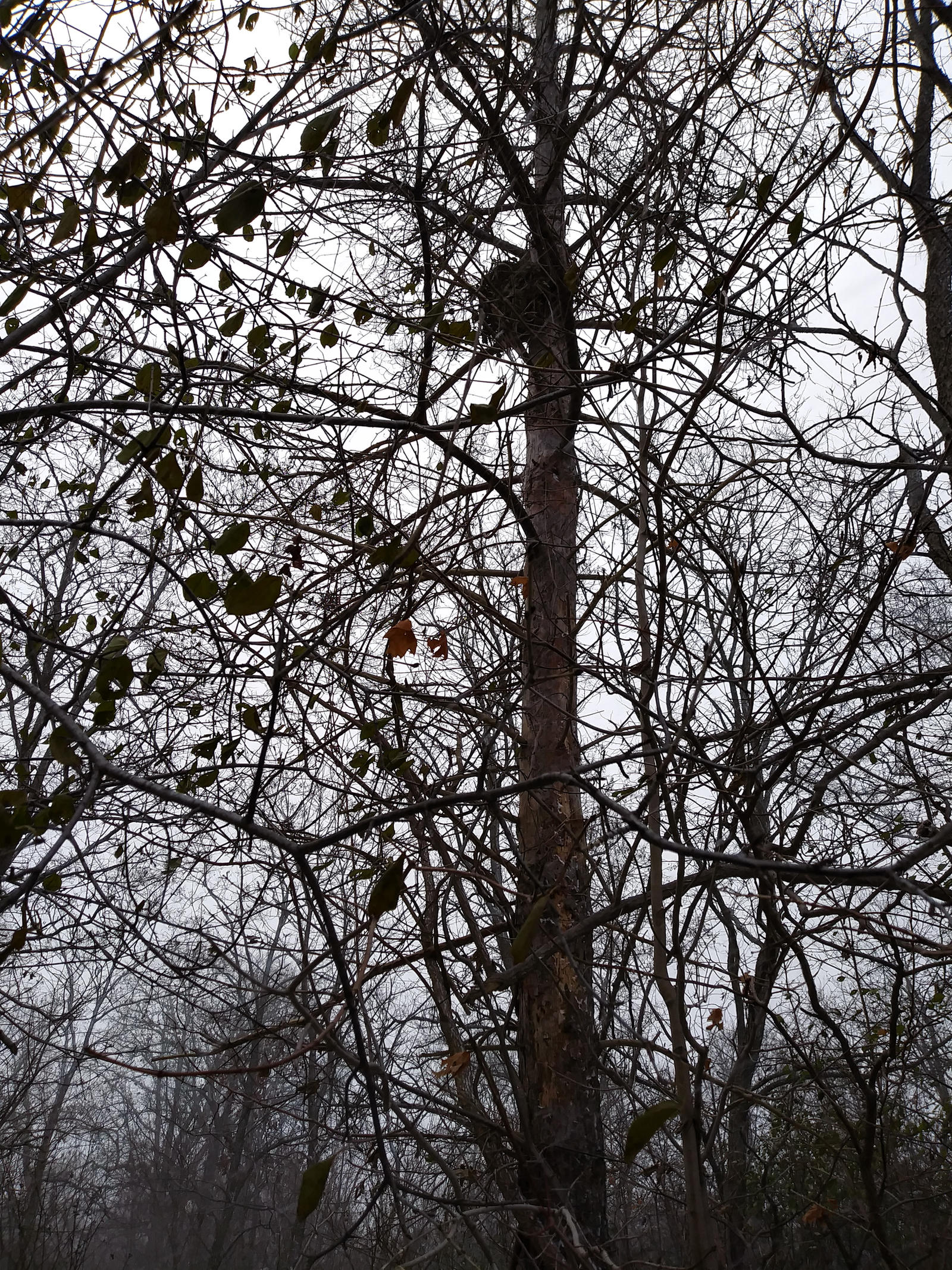 Prelude To Winter 4 - Tree Branches