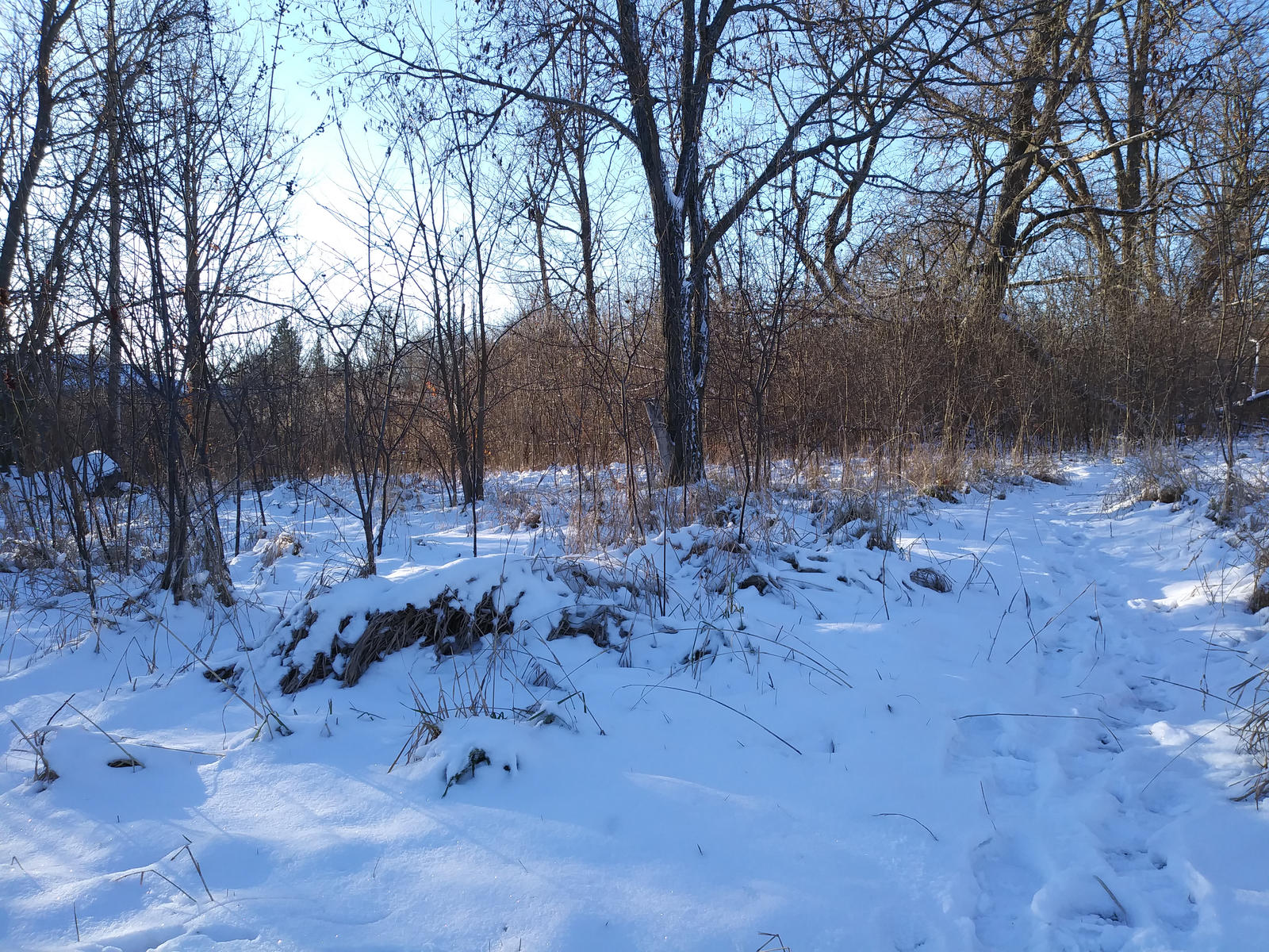 Snowy Path With Some Trees