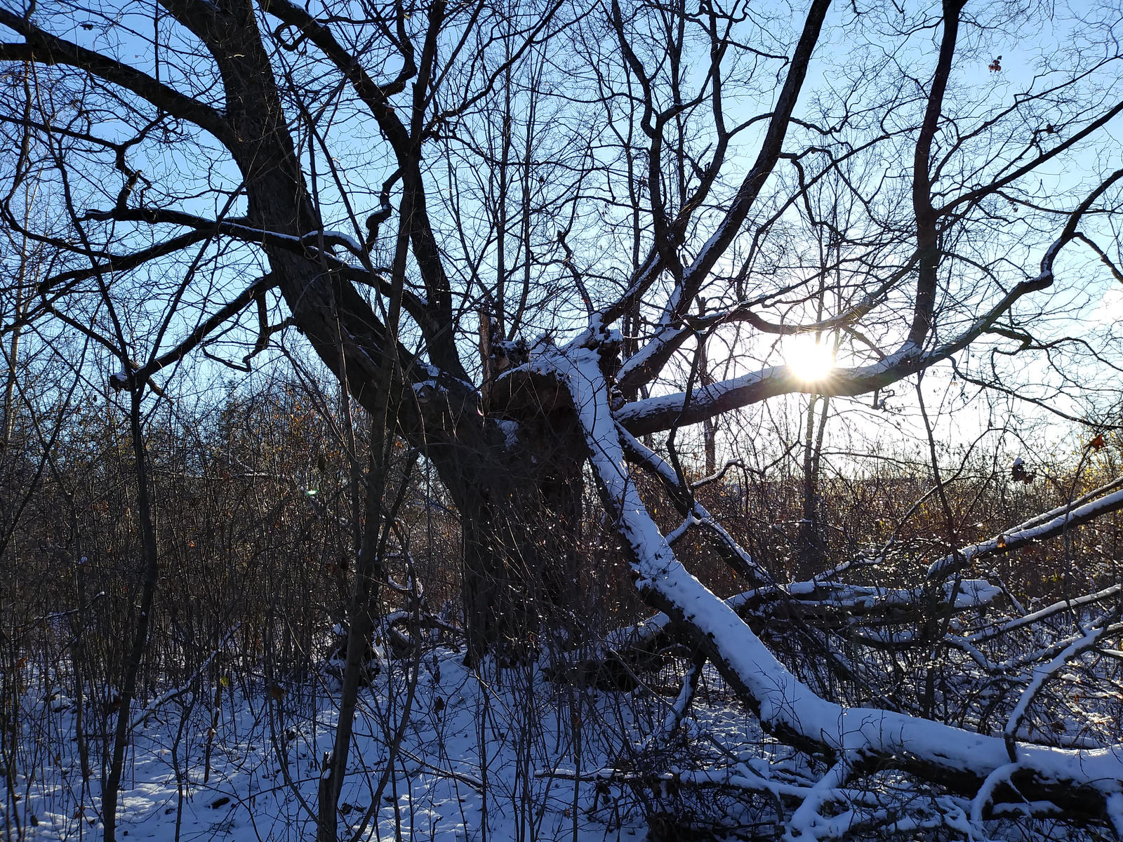 Large Snowy Tree With Broken Trunk