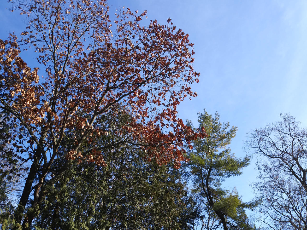 Trees Near Lake In Winter 2