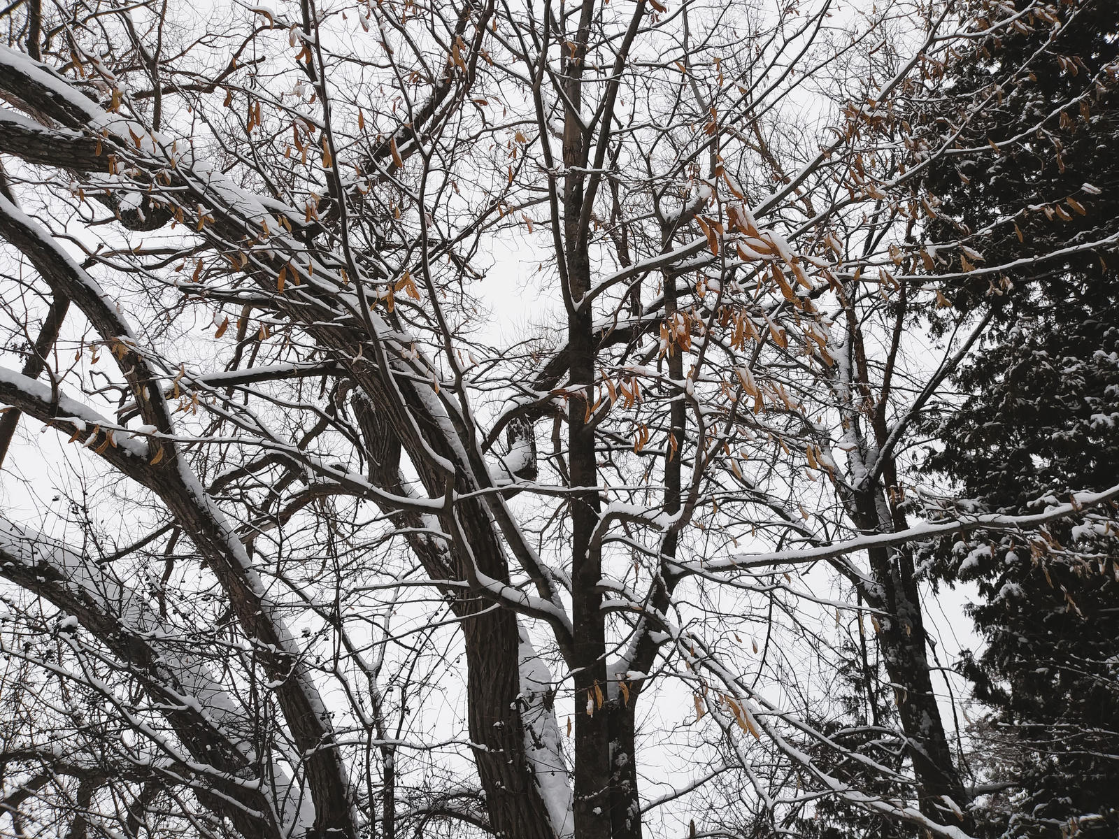 Snow Covered Trees Near Lake