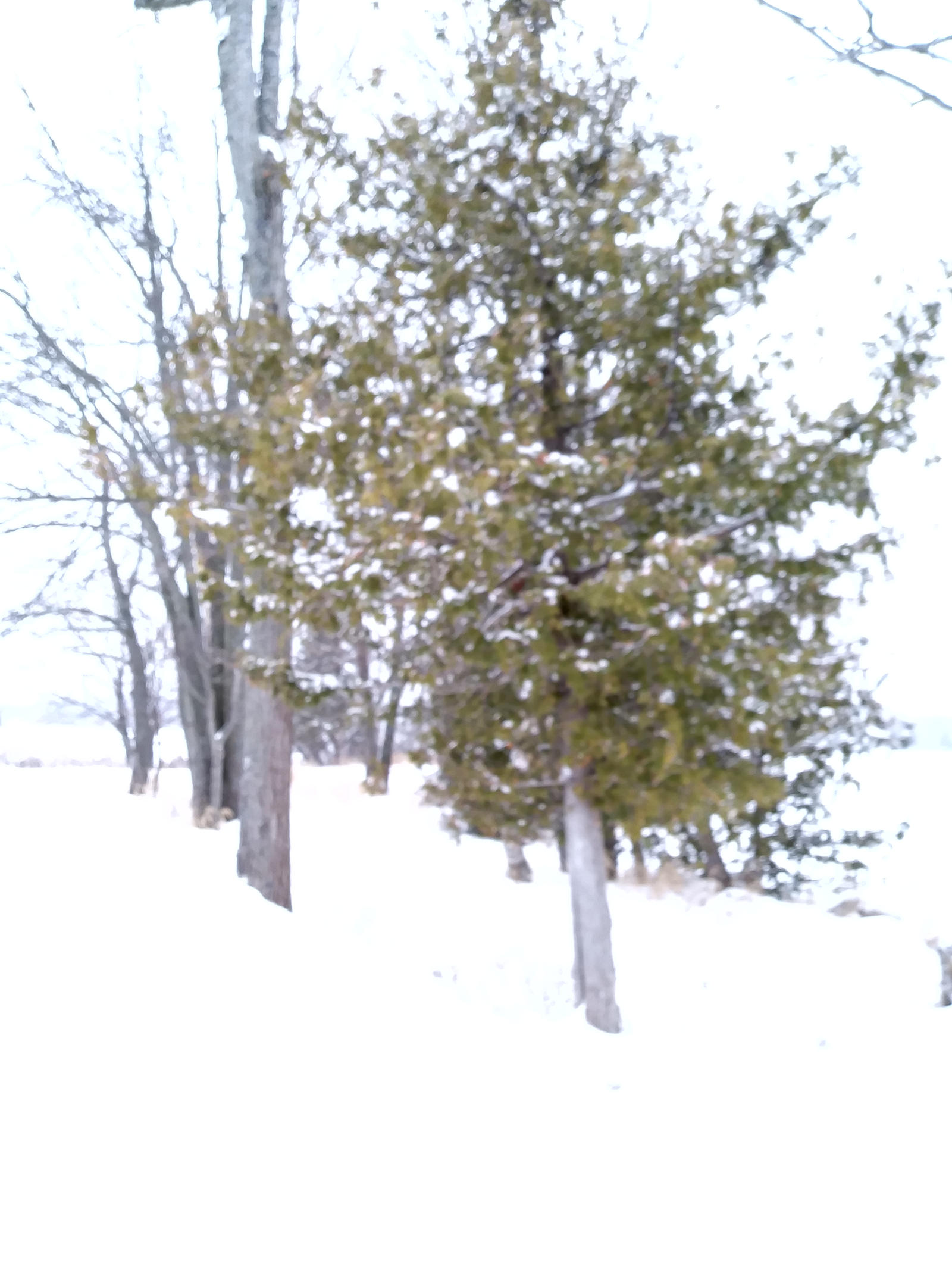 White Winter - Blurred Lens Effect 8
