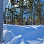 Daylight Trees and Snow III