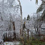 Trapped In Ice - Ice Storm 2025