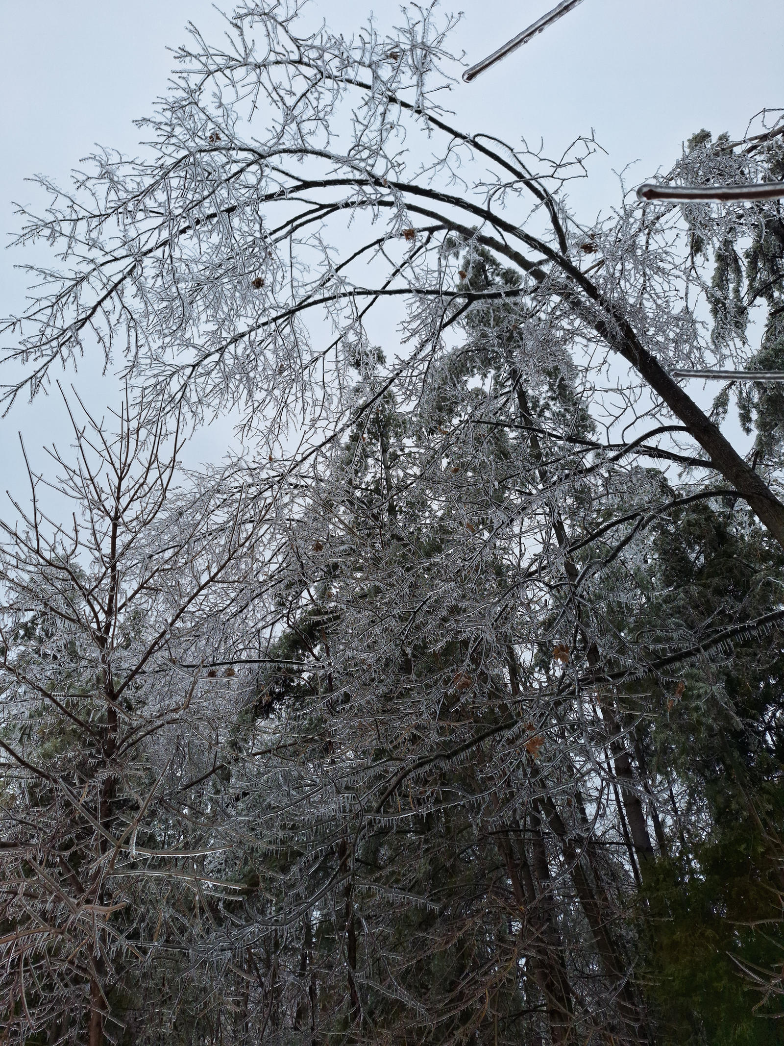 Trapped In Ice - Ice Storm 2025