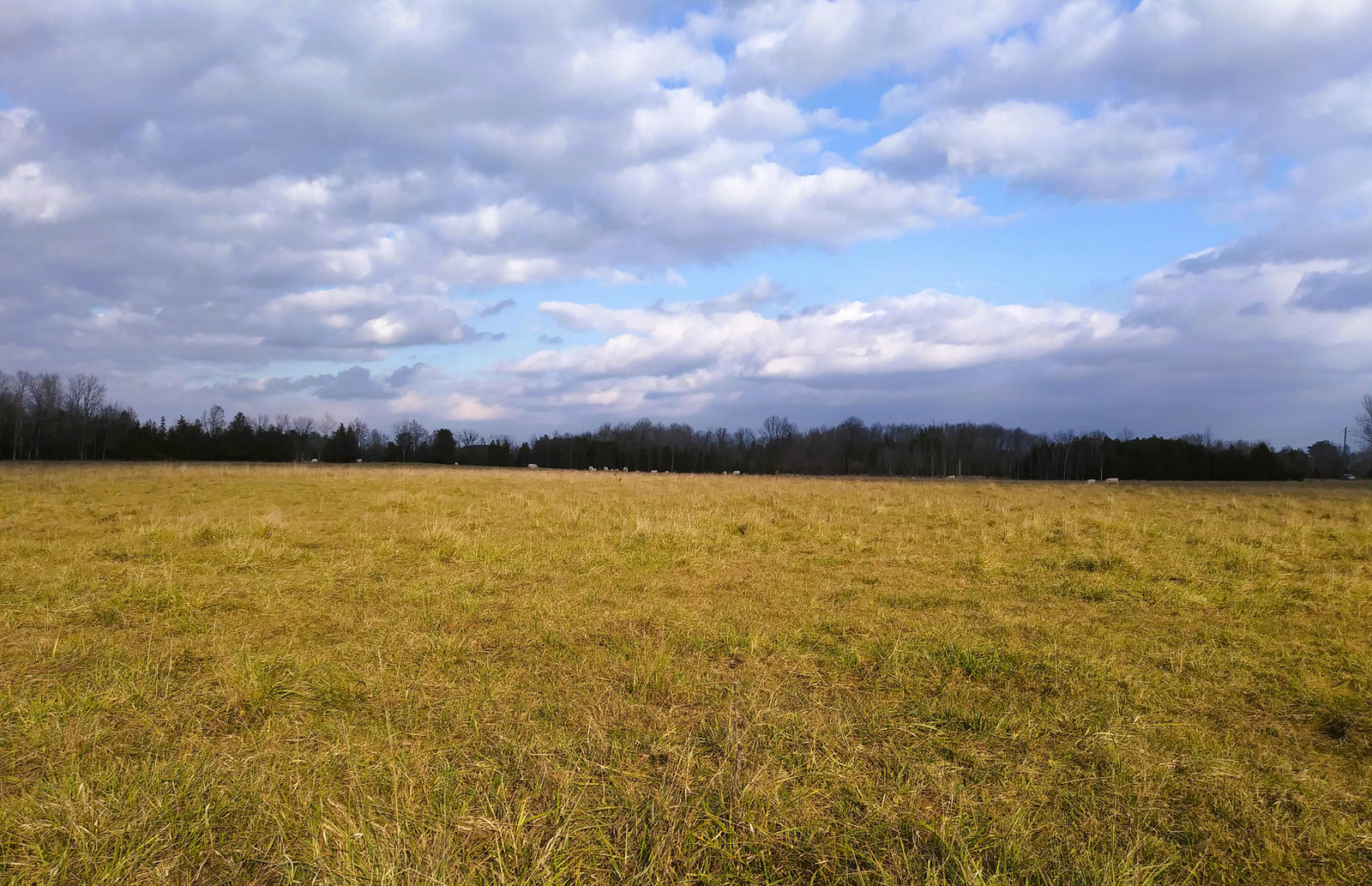 Golden Field and Clouds - Mid November