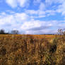 Golden Field and Clouds - Mid November II