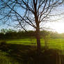 Spring Sun Setting Through Trees 2