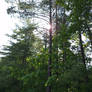 Bright Sun Through Trees