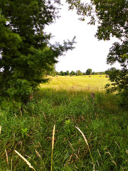 Farm Ruralscape II