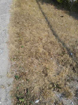 The Ground I Walk On II - Grass and Soil Damage