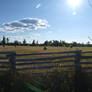 Beautiful Sunshine Across Field 2