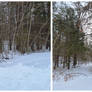Trees and Snow Merge