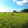 Countryside Dream - Single