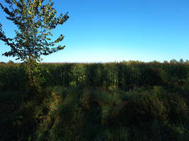Cornfield Before Autumn
