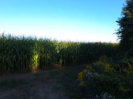 Cornfield Before Autumn 2