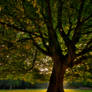 Sunrise behind the beech tree