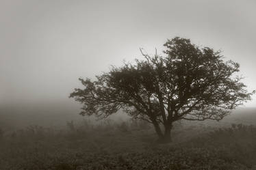 Lone tree in the mist