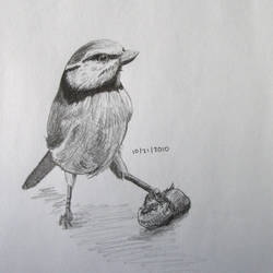 Bird Sketch