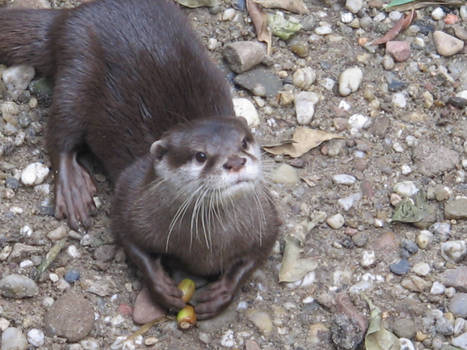 An Otter