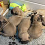 Lots of sleepy pugs