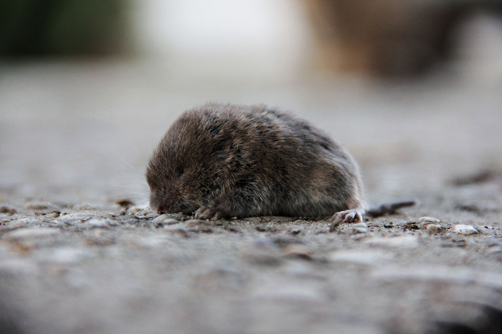 Mouse Dying by Alberto091 on DeviantArt