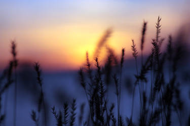 Grasses in a Softer Light 1