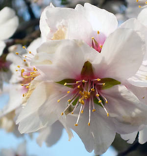 Almond flower close up by shilaktit