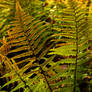 Shiny fern