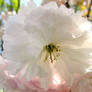 Shiroi sakura close up