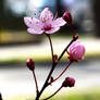 Blood plum in blossom