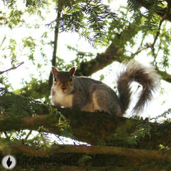 Fearless Scottish Squirrel