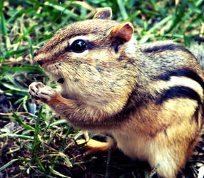 MINNESOTA LAKES - 5 - ChippyTHE CHIPMUNK by ETsVOXetANIMA