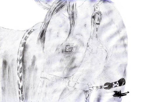 horse portrait