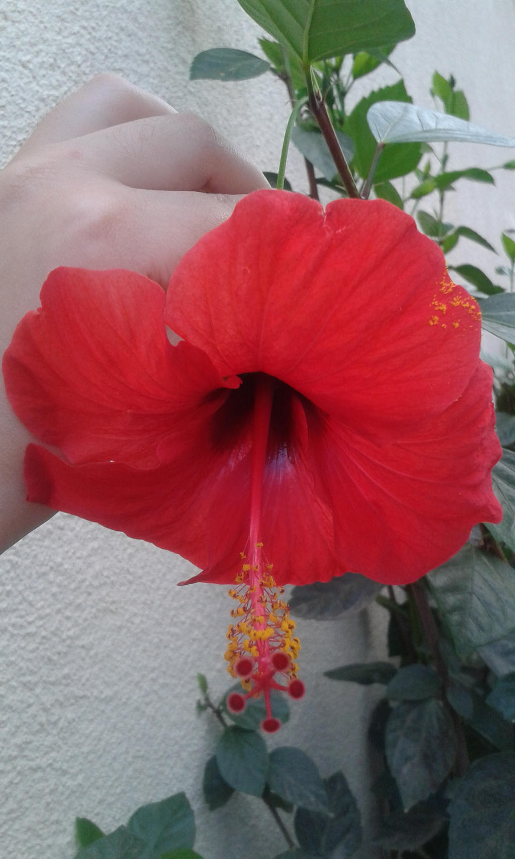 Hibiscus red