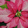 Poinsettia