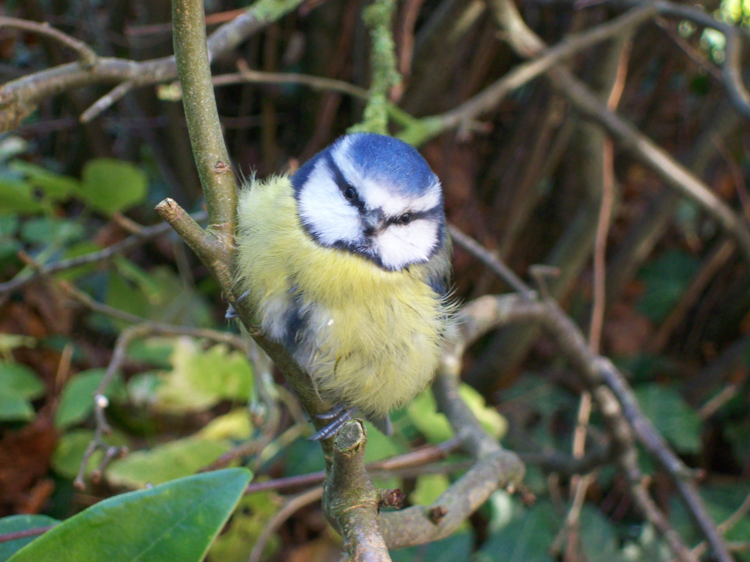 Eurasian_Blue_Tit