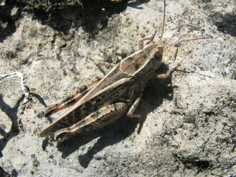 Camouflaged grasshopper